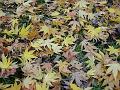 2013-1204-1330_Garden_Leaves_8,6C